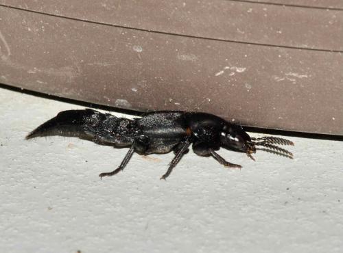 Quedius dilatatus